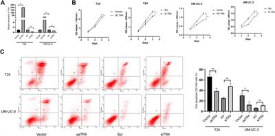 Testicular Nuclear Receptor 4 Regulates Proliferation and Apoptosis of Bladder Cancer via Bcl-2